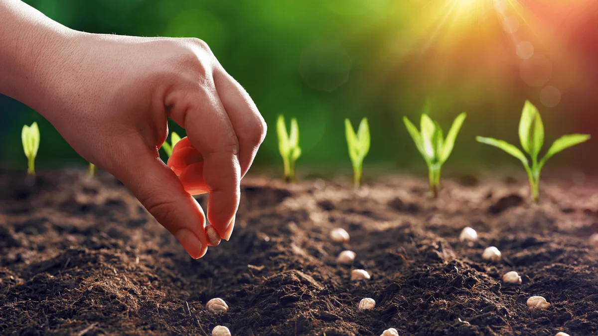 Organik Tarım Nedir? Avantajları ve Geleceği